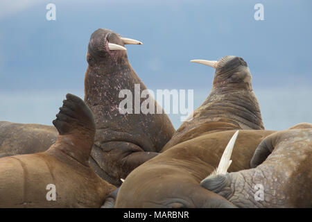 Atlantischen Walross (Odobenus rosmarus). Zwei Männer streiten auf einem Strand. Svalbard, Norwegen Stockfoto