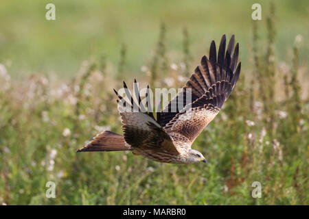 Rotmilan (Milvus milvus) im Flug. Deutschland Stockfoto