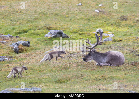 Polarfuchs (Alopex lagopus). Paar Jugendliche zu Fuß neben Ruhe Rentier (Rangifer tarandus). Svalbard, Norwegen Stockfoto