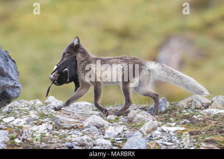 Polarfuchs (Alopex lagopus). In im Sommer tragen Vogel Beute für die jungen Erwachsenen. Svalbard, Norwegen Stockfoto