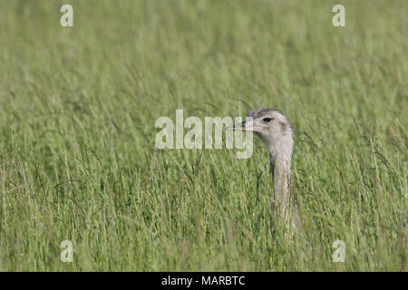 Mehr Nandu (Rhea americana). Erwachsene Frau im hohen Gras. Mecklenburg-vorpommern, Deutschland Stockfoto