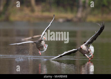 Graugans (Anser anser). Zwei erwachsene Kämpfen auf einem See. Deutschland Stockfoto