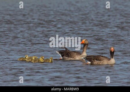 Graugans (Anser anser). Eltern mit gänschen auf dem Wasser. Deutschland Stockfoto