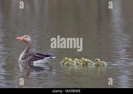 Graugans (Anser anser). Elternteil mit gänschen auf dem Wasser. Deutschland Stockfoto