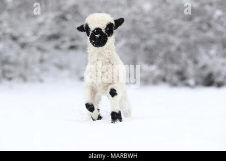 Wallis Blacknose Schafe. Lamm (2 Wochen alt) laufen im Schnee. Deutschland Stockfoto