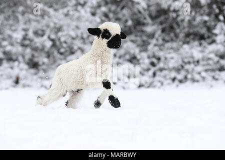 Wallis Blacknose Schafe. Lamm (2 Wochen alt) laufen im Schnee. Deutschland Stockfoto