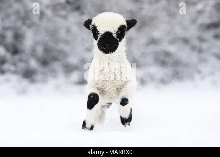 Wallis Blacknose Schafe. Lamm (2 Wochen alt) laufen im Schnee. Deutschland Stockfoto