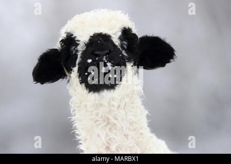 Wallis Blacknose Schafe. Portrait von Lamm (2 Wochen alt) im Schnee. Deutschland Stockfoto