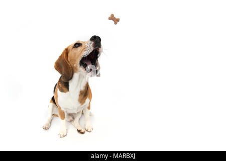 Beagle. Erwachsenen männlichen sitzen, versuchen Sie, ein Genuss holen. Studio Bild vor einem weißen Hintergrund. Deutschland Stockfoto