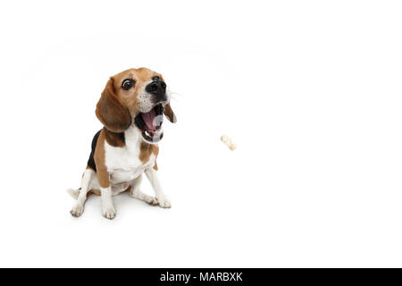Beagle. Erwachsenen männlichen sitzen, versuchen Sie, ein Genuss holen. Studio Bild vor einem weißen Hintergrund. Deutschland Stockfoto