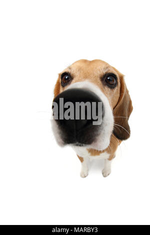 Beagle. Erwachsenen männlichen sitzen. Studio Bild vor einem weißen Hintergrund. Deutschland Stockfoto