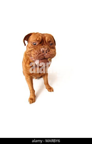 Dogue de Bordeaux, Bordeaux Dogge. Erwachsenen männlichen sitzen, versuchen Sie, ein Genuss holen. Studio Bild vor einem weißen Hintergrund. Deutschland Stockfoto