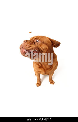 Dogue de Bordeaux, Bordeaux Dogge. Erwachsenen männlichen sitzen, versuchen Sie, ein Genuss holen. Studio Bild vor einem weißen Hintergrund. Deutschland Stockfoto