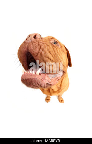 Dogue de Bordeaux, Bordeaux Dogge. Erwachsenen männlichen sitzen, oben zu schauen. Studio Bild vor einem weißen Hintergrund. Deutschland Stockfoto