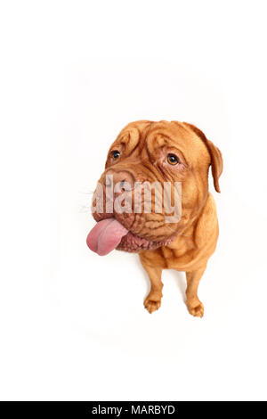 Dogue de Bordeaux, Bordeaux Dogge. Erwachsenen männlichen Sitzen, die Zunge. Studio Bild vor einem weißen Hintergrund. Deutschland Stockfoto