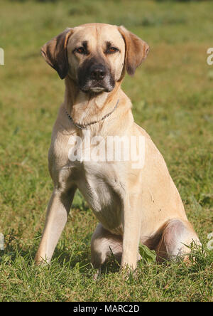 Mischlingen (Kangal x?). Männchen (4 Jahre alt) sitzt auf einem Rasen. Deutschland Stockfoto