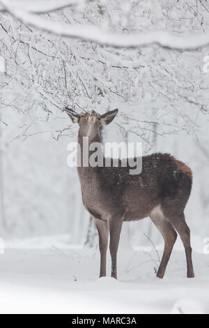 Red Deer (Cervus elaphus). Doe im verschneiten Wald, essen Baum Knospen. Deutschland Stockfoto