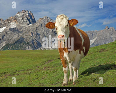 Hausrinder, Fleckvieh. Juvenile Kuh auf eine Almwiese mit Dreischusterspitze im Hintergrund. Naturpark Sextner Dolomiten, Südtirol, Italien Stockfoto