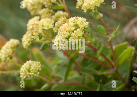 Goldene Wurzel, Roseroot (Rhodiola rosea). Blühende Pflanzen. Tirol, Österreich Stockfoto