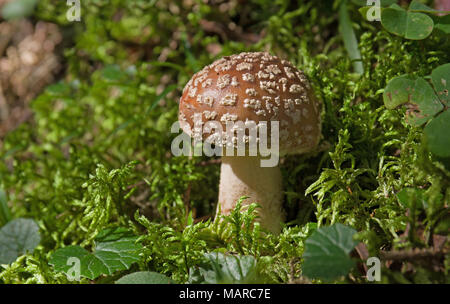 Royal Fly Agaric (Amanita regalis, Amanita muscaria var. regalis) in Moos. Österreich Stockfoto