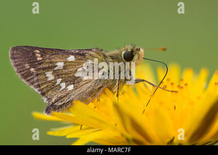 Silver-spotted Skipper (Hesperia comma). Schmetterling auf einer Blume. Österreich Stockfoto