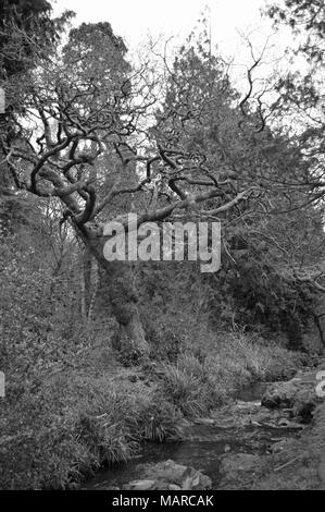 Sterbenden Baum in Singleton Park Swansea Stockfoto