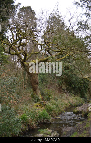 Sterbenden Baum in Singleton Park Swansea Stockfoto