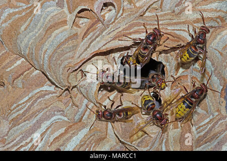 Europäischen Hornet, braune Hornisse (Vespa crabro). Mehrere Personen am Eingang zum Nest. Deutschland Stockfoto