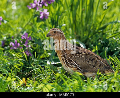 Gemeinsame Wachtel (Coturnix coturnix). Mann auf einer blühenden Wiese im Frühling. Deutschland Stockfoto