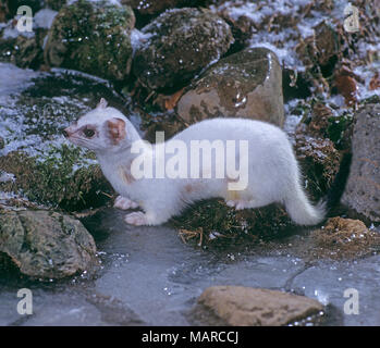 Hermelin Hermelin (Mustela erminea) im Winter Fell neben einem eisigen Stream. Deutschland Stockfoto