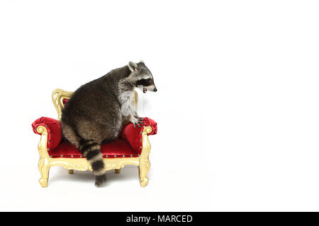 Waschbär (Procyon Lotor). Nach sitzen auf einem barock Sessel. Studio Bild vor einem weißen Hintergrund. Deutschland Stockfoto