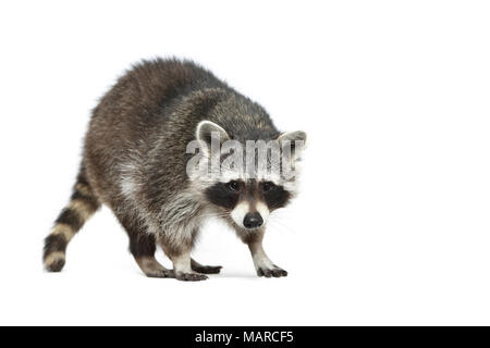 Waschbär (Procyon Lotor). Nach wandern. Studio Bild vor einem weißen Hintergrund. Deutschland Stockfoto