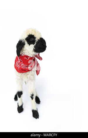 Wallis Blacknose Schafe. Lamm (5 Tage alt) stand, trug einen roten Schal. Studio Bild vor einem weißen Hintergrund. Deutschland Stockfoto