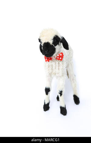 Wallis Blacknose Schafe. Lamm (5 Tage alt) stehend, trägt eine rote Schleife mit Polka Dots. Studio Bild vor einem weißen Hintergrund. Deutschland Stockfoto