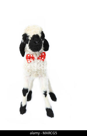 Wallis Blacknose Schafe. Lamm (5 Tage alt) stehend, trägt eine rote Schleife mit Polka Dots. Studio Bild vor einem weißen Hintergrund. Deutschland Stockfoto