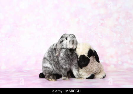 Wallis Blacknose Schafe. Lamm (5 Tage alt) und Zwerg Lop-eared Rabbit neben einander. Studio Bild vor einem rosa Hintergrund. Deutschland Stockfoto