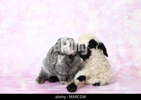 Wallis Blacknose Schafe. Lamm (5 Tage alt) und Zwerg Lop-eared Rabbit neben einander. Studio Bild vor einem rosa Hintergrund. Deutschland Stockfoto