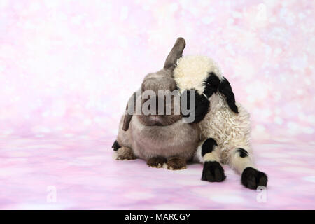 Wallis Blacknose Schafe. Lamm (5 Tage alt) und Zwerg Lop-eared Rabbit neben einander. Studio Bild vor einem rosa Hintergrund. Deutschland Stockfoto