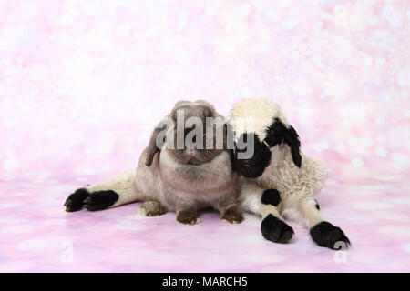 Wallis Blacknose Schafe. Lamm (5 Tage alt) und Zwerg Lop-eared Rabbit neben einander. Studio Bild vor einem rosa Hintergrund. Deutschland Stockfoto