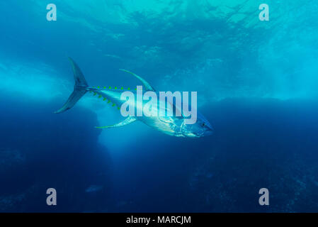 Gelbflossenthun (Thunnus albacares) schwimmen. Cocos Island, Costa Rica, Pazifik Stockfoto