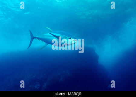 Gelbflossenthun (Thunnus albacares) schwimmen. Cocos Island, Costa Rica, Pazifik Stockfoto