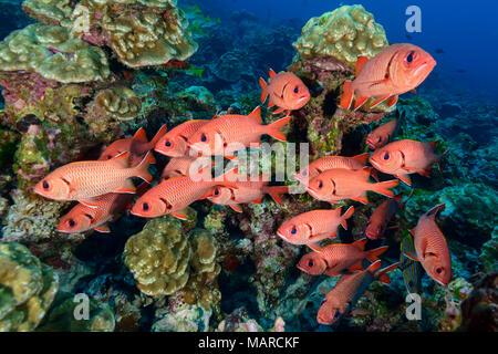 Blotcheye Soldierfish (Myripristis berndti). Fische im Korallenriff, Cocos Island, Costa Rica, Pazifik Stockfoto