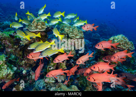 Blotcheye Soldierfish (Myripristis berndti) und Blau-gold Schnapper (Lutjanus viridis). Fische im Korallenriff, Cocos Island, Costa Rica, Pazifik Stockfoto
