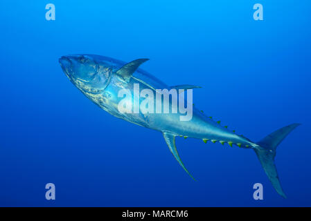 Gelbflossenthun (Thunnus albacares) schwimmen. Cocos Island, Costa Rica, Pazifik Stockfoto