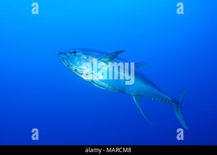 Gelbflossenthun (Thunnus albacares) schwimmen. Cocos Island, Costa Rica, Pazifik Stockfoto