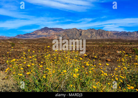 Dies ist eine Ansicht der "Desert Gold" Sonnenblumen (Geraea canescens) in voller Blüte am Highway 190 in der Nähe von Furnace Creek in Death Valley National Park, CA. Stockfoto