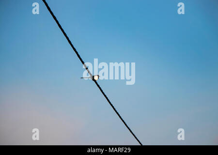 Schwarze und Weiße Elster Vogel sitzt auf dem Netzkabel gegen ein helles blau Himmel Stockfoto