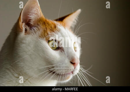 Weiße und gelbe Katze, Seitenansicht, Platz für Text Stockfoto
