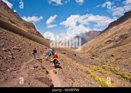 Esel reiten auf einem Track im Toubkal Nationalpark im Hohen Atlas, Marokko Stockfoto