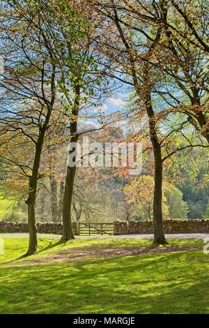 Der frühe Frühling Licht durch die Bäume auf dem Weg zu einem Feld Tor entlang einer Mauer aus Stein. Stockfoto